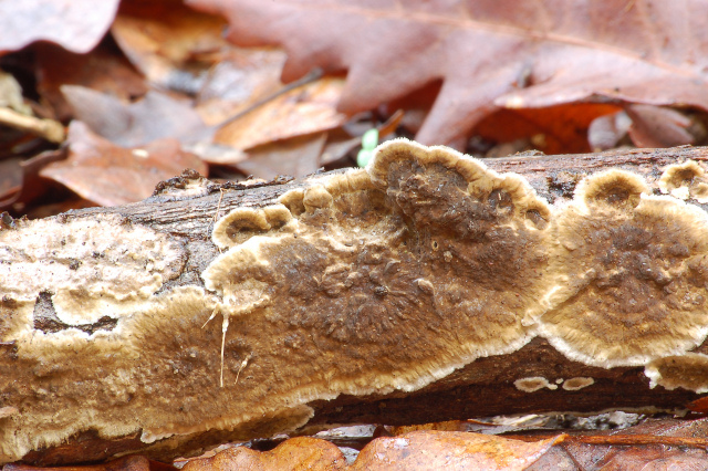 Un giretto tra le quercie